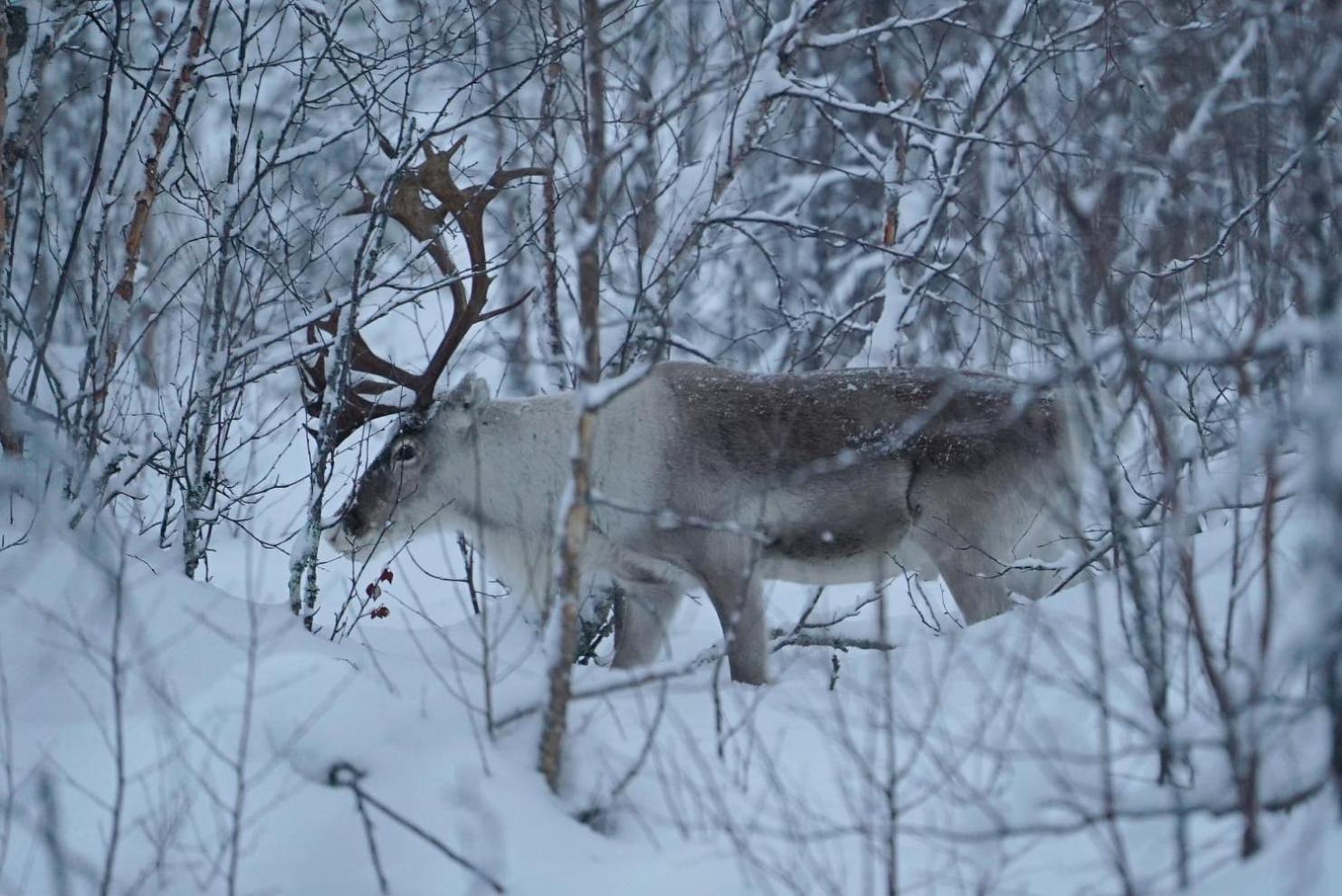 Villa Viihtyisae Moekki Riekkojen Mailla Hetassa Enontekiö Exterior foto
